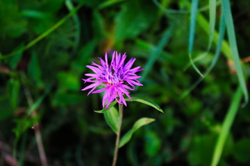 purple flower in the grass