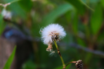 dandelion on green background