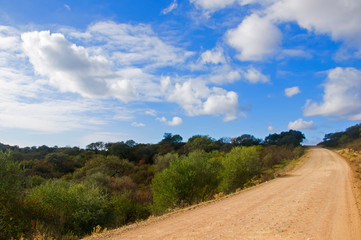 Fototapeta na wymiar Side view of yellow dirt country road. Blue sky with white clouds, green trees and bushes,sunny day in Seville, Spain