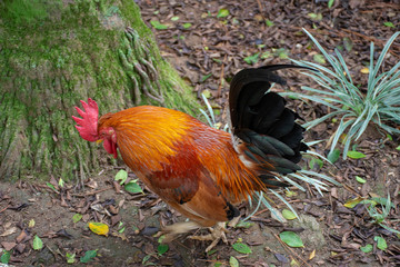 farm rooster