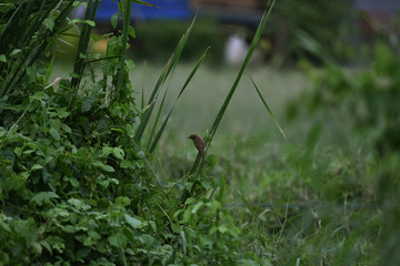 Color depth green grass desktop background