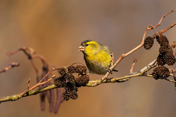 Obraz premium Eurasian Siskin (Spinus spinus) male feeding on Black Alder (Alnus glutinosa), Baden-Wuerttemberg, Germany