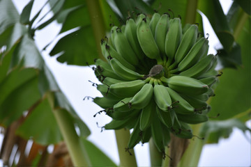 Green Beautyful Banana
