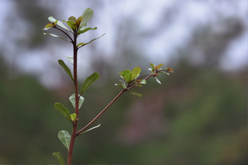 Leaves with natural soft background for copyspace