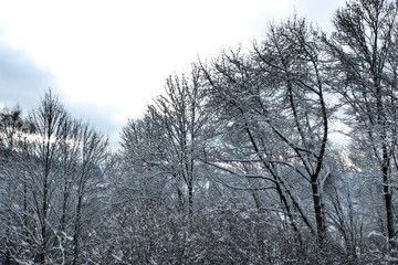 gegenlichtaufnahme wintermorgen im bayerischen wald