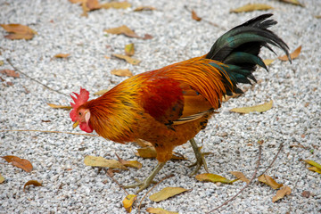 farm rooster