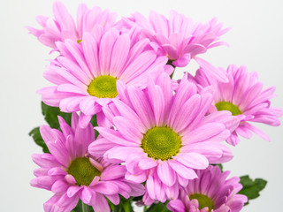 beautiful pink daisies flowers isolated on white background