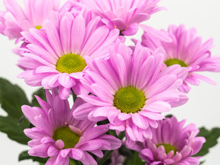 beautiful pink daisies flowers isolated on white background