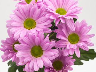 Fototapeta premium beautiful pink daisies flowers isolated on white background