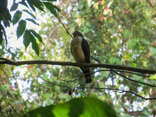 Tropical kestrel sitting on a branch