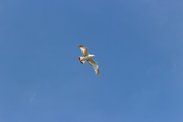 seagull in the blue sky