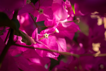 Flores rosadas tocadas por la luz