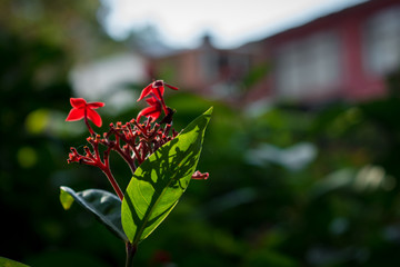 Close-up of little red flower in outdoor house garden 