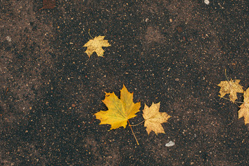 yellow leaf on asphalt
