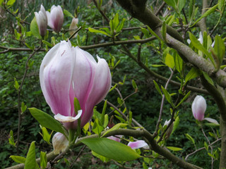 Blossom of a tulip tree
