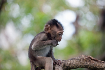 可愛いサル