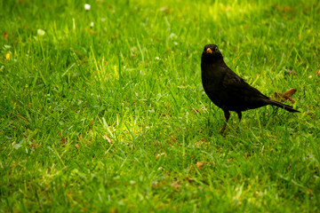 Blackbird on a green field