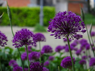 Obraz premium Close-up of purple allium in front of a path