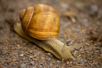 Close-up of a snail with face in focus