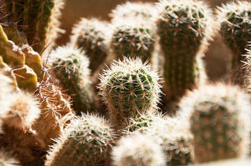 A small cactus near a large cactus. Cactus in a flower pot. Selective focus.