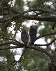 Red-shouldered Hawk(s)