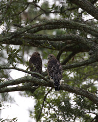 Red-shouldered Hawk(s)