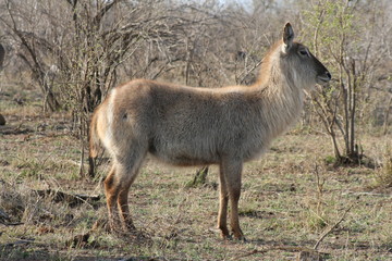 Water Buck