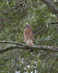 Red-shouldered Hawk(s)