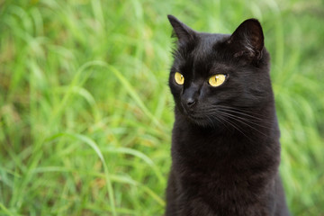 Naklejka na ściany i meble Funny serious bombay black cat portrait with yellow eyes and attentive look in green grass in nature close up