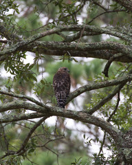 Red-shouldered Hawk(s)
