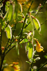 Green fruits and yellow blossoms