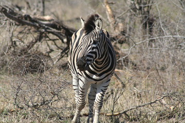 Zebra