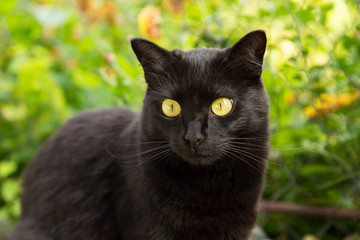 Naklejka na ściany i meble Beautiful bombay black cat portrait with yellow eyes and attentive look in spring nature