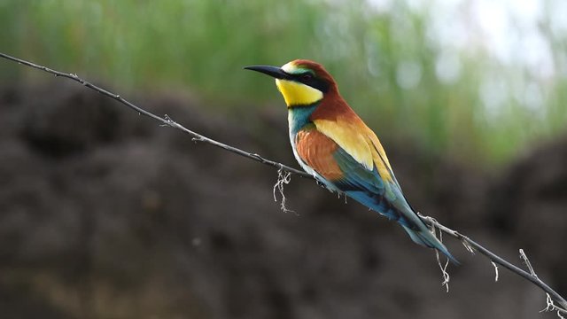 European bee-eater or Merops apiaster