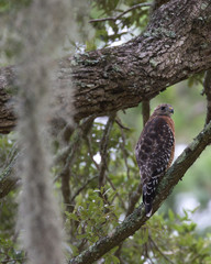 Red-shouldered Hawk(s)