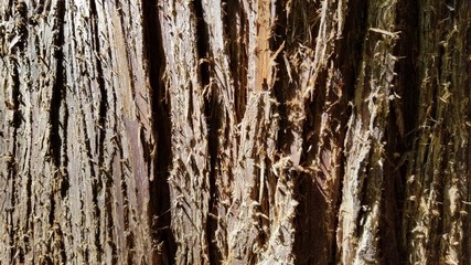 Obraz premium Tree Bark Patterns- Backgrounds and Textures