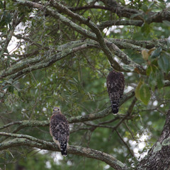 Red-shouldered Hawk(s)