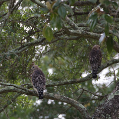 Red-shouldered Hawk(s)