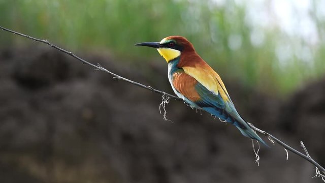 European bee-eater or Merops apiaster