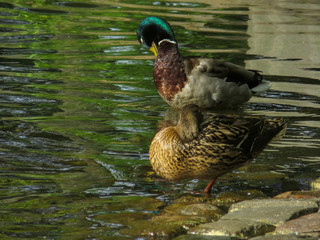 Duck couple standing in the water