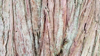 Tree Bark Patterns- Backgrounds and Textures