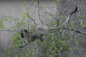 Vervet Monkey
