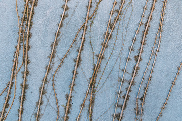 Obraz premium Retro blue concrete wall with many vines background texture