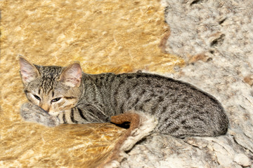 Small spotted kitten lying down and quiet