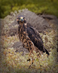 Galapagos Hawk (Buteo galapagoensis) - Stylized Background - 7272