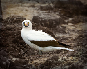 Nazca Booby - Sula granti - Stylized BG - 7249