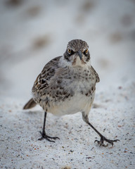 Mocking Bird - Mimus - 7797