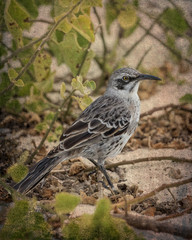 Mocking Bird - Mimus - Stylized BG - 7793