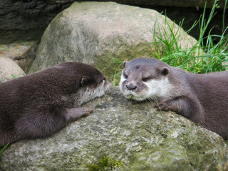 Obraz premium Two otters relaxing on a stone