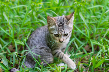 Naklejka na ściany i meble Scary little spotted kitten in the garden